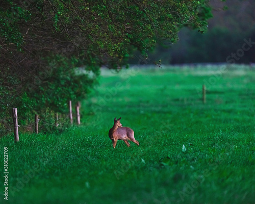 Female roe deer under trees in rural area during twilight.