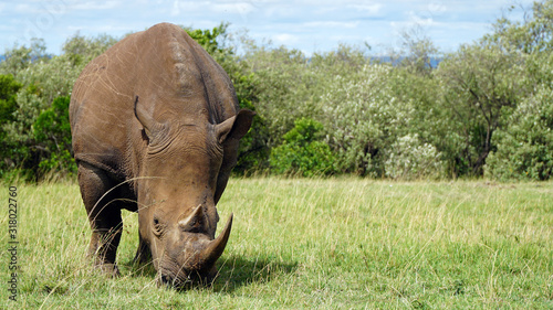 African Rhino  National Park of Kenya