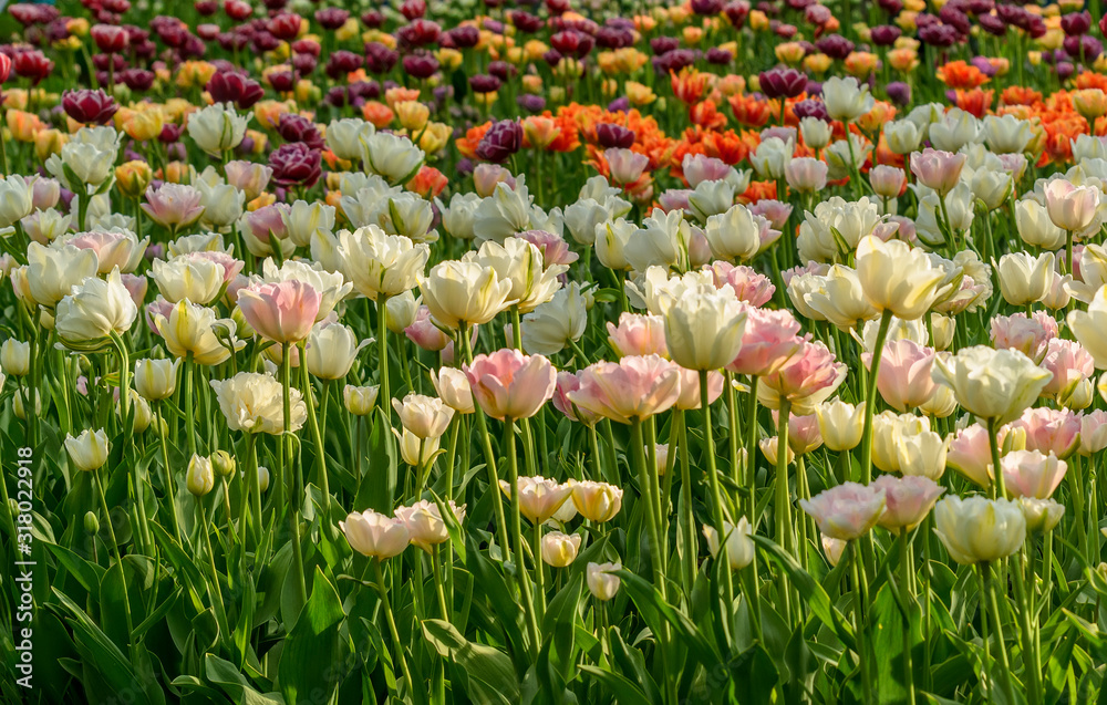 Obraz premium Tulip festival in St. Petersburg in the public Park on Elagin island in may 2019.