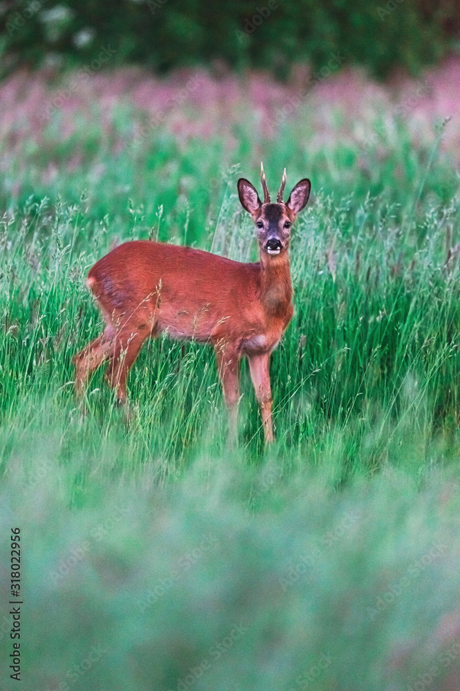 Young roebuck between tall grass in spring. Young roebuck between tall grass in spring.