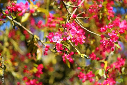 Close-up image of pink Spring blossom.