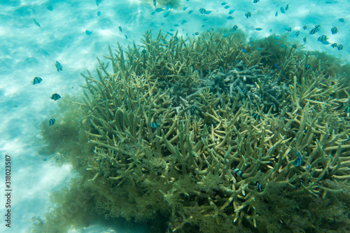 Acropora coral and many fishes