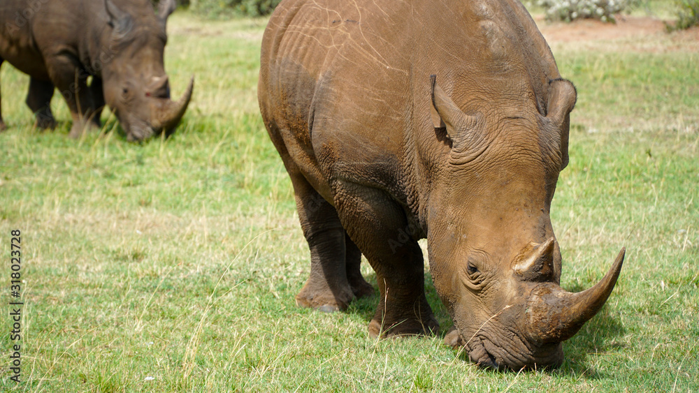 African Rhino Eating Green Grass African Rhino Eating Green Grass