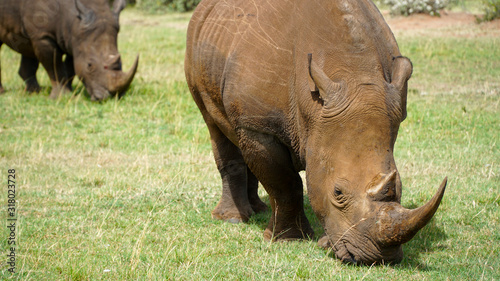 African Rhino Eating Green Grass