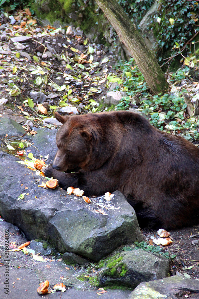 Beautiful big brown bear in zoo Beautiful big brown bear in zoo
