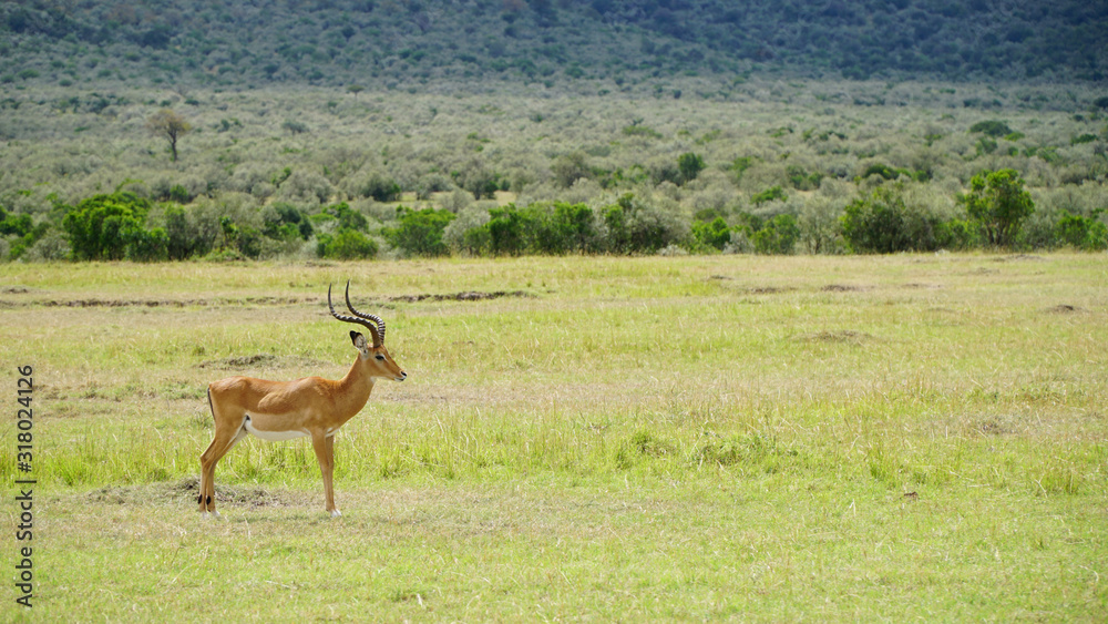 Male Impala Antelope in Wildlife Male Impala Antelope in Wildlife
