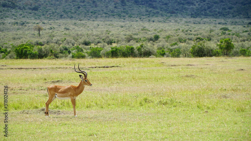 Male Impala Antelope in Wildlife