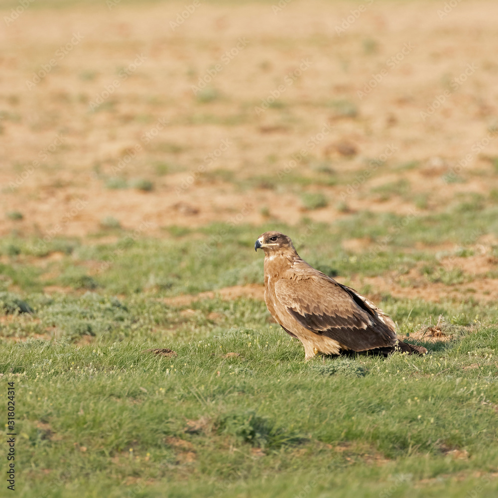 Steppe eagle (Aquila nipalensis) in a typical ecosystem of habitat. The steppe eagle (Aquila nipalensis) is a bird of prey. Like all eagles, it belongs to the family Accipitridae. Steppe eagle (Aquila nipalensis) in a typical ecosystem of habitat. The steppe eagle (Aquila nipalensis) is a bird of prey. Like all eagles, it belongs to the family Accipitridae.