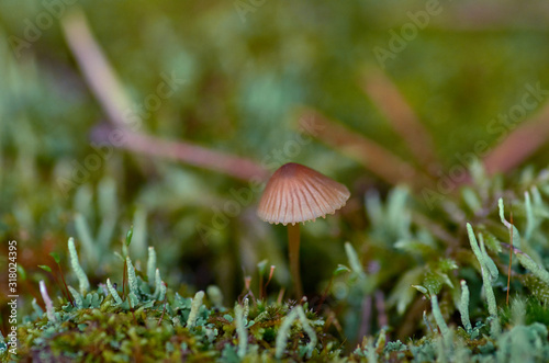 Small forest mushrooms