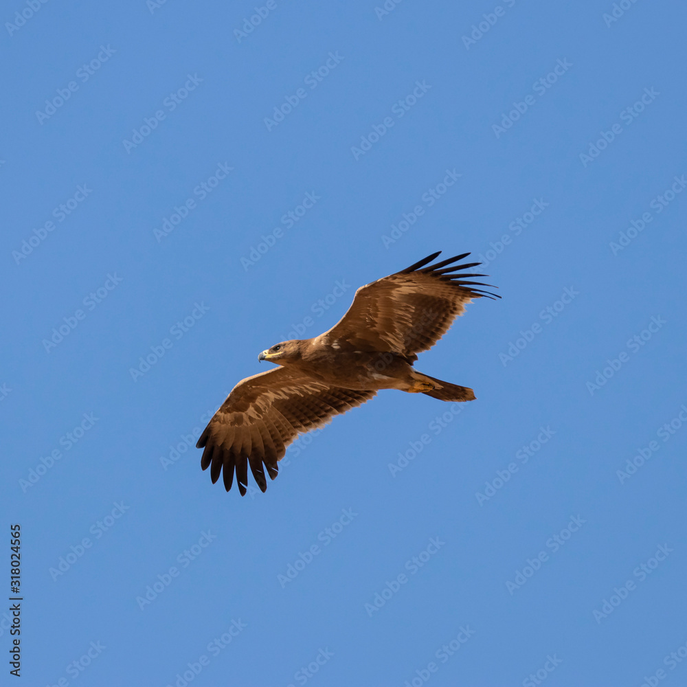 Steppe eagle (Aquila nipalensis) in a typical ecosystem of habitat. The steppe eagle (Aquila nipalensis) is a bird of prey. Like all eagles, it belongs to the family Accipitridae. Steppe eagle (Aquila nipalensis) in a typical ecosystem of habitat. The steppe eagle (Aquila nipalensis) is a bird of prey. Like all eagles, it belongs to the family Accipitridae.