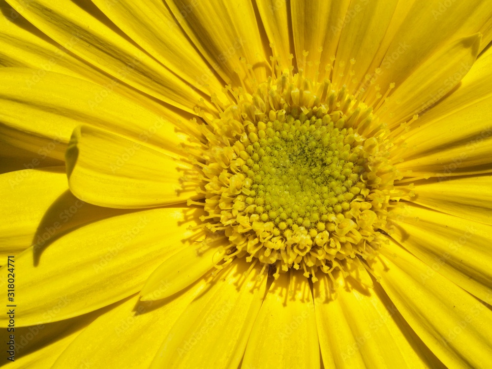 Beautiful macro of a yellow gerbera blossom Beautiful macro of a yellow gerbera blossom