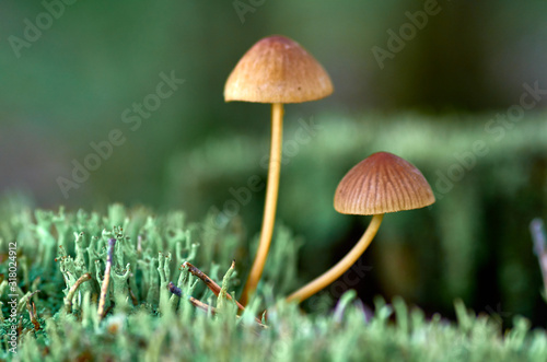 Small forest mushrooms