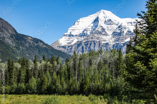 Mount Robson with some pine trees in the foreground in early spring season daytime, clear blue sky, Mount Robson Provincial Park, Canada