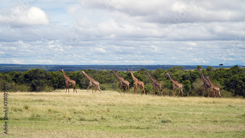 Group of Giraffes Walking in Savannah, Kenya