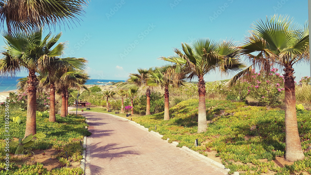 Palm trees on beach. Road between green hills with rows of palms and blue sea at horizon. Tranquil landscape with nobody. Outdoor view in Turkey. Tropical nature.