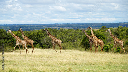 Wild Giraffes in National Park of Kenya  Africa