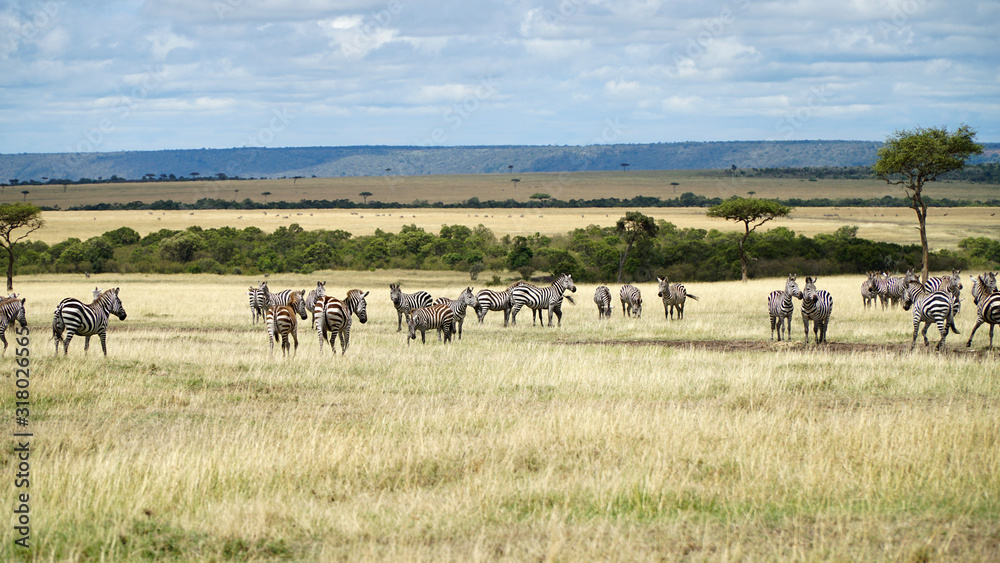 African Zebras in Savanna. Wildlife of Africa.