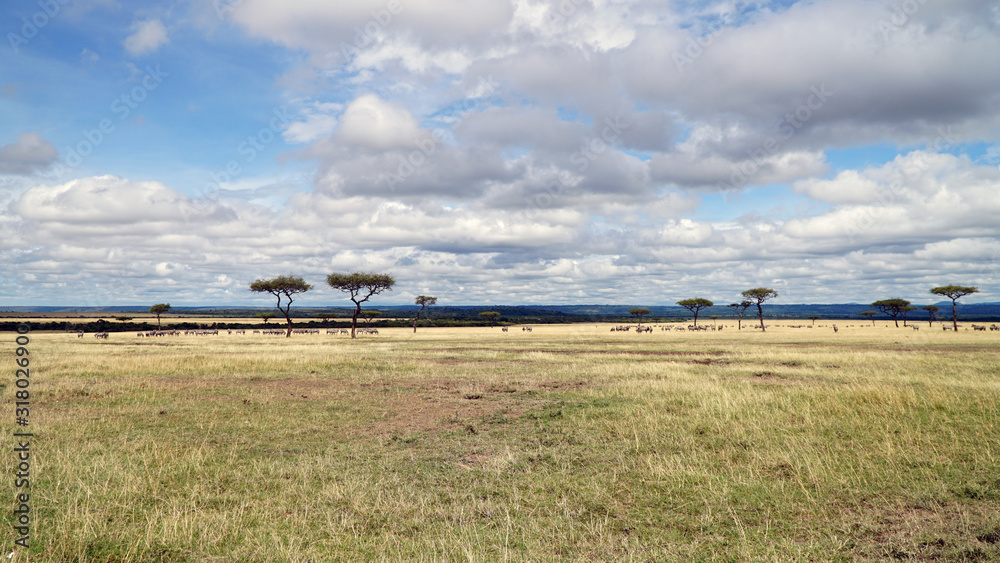 Savanna and Grass Fields in Kenya, Africa Savanna and Grass Fields in Kenya, Africa