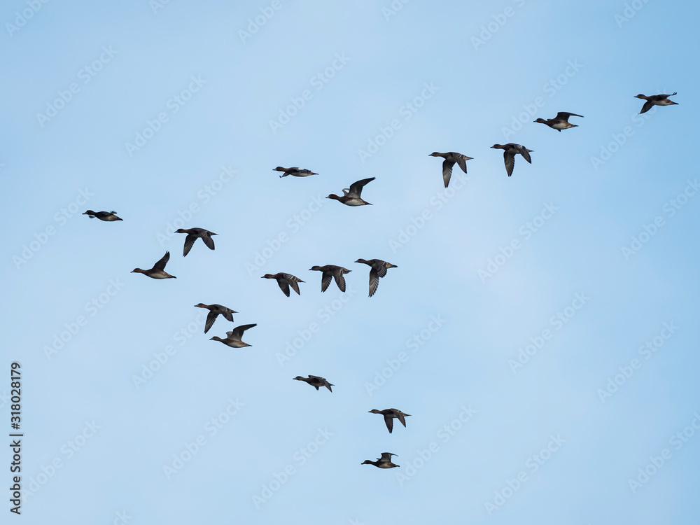 Obraz premium Widgeon (Mareca penelope) in flight during migration. Flock with Wigeon Ducks flying in the sky during migration. flock of wild ducks in the sky. 