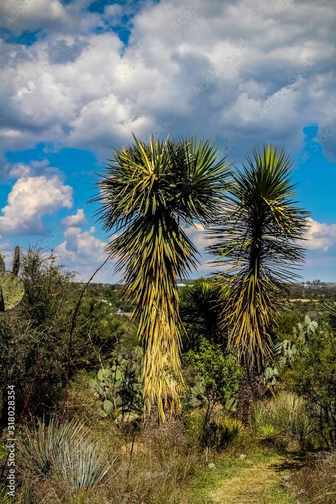 Obraz premium palm trees on background of blue sky