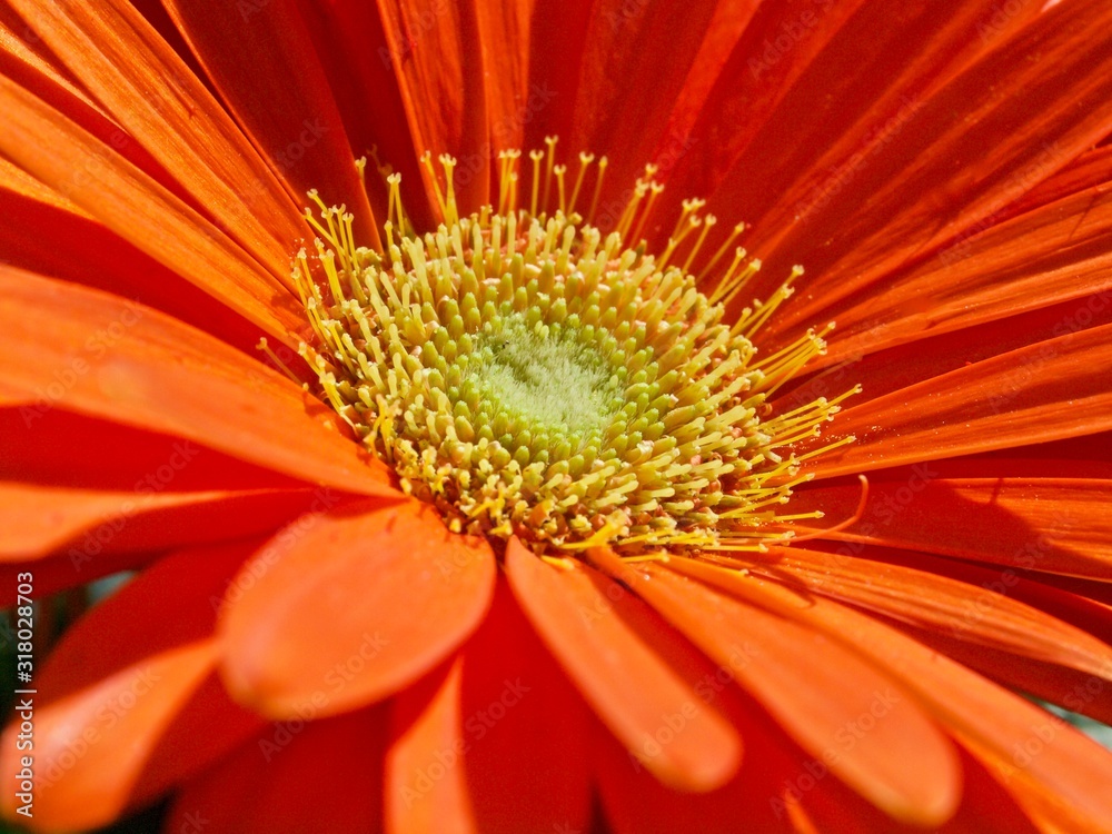 Beautiful macro of a orange gerbera blossom Beautiful macro of a orange gerbera blossom