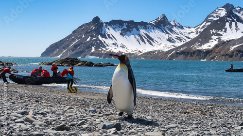Einzelner Pinguin in Antarktis S  dgeorgien bei Sonnenschein - K  nigspinguin