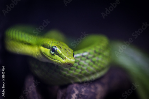 Green snake on a branch. Close up.