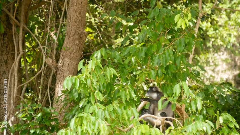 Cute spectacled leaf langur, dusky monkey on tree branch amidst green leaves in Ang Thong national park in natural habitat. Wildlife of endangered species of animals. Environment conservation concept. Cute spectacled leaf langur, dusky monkey on tree branch amidst green leaves in Ang Thong national park in natural habitat. Wildlife of endangered species of animals. Environment conservation concept.