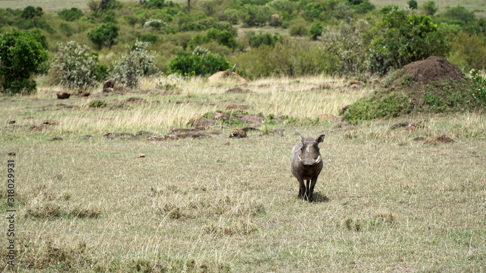 Fototapeta premium Warthog (Phacochoerus Africanus) from Pig Family in Wildlife