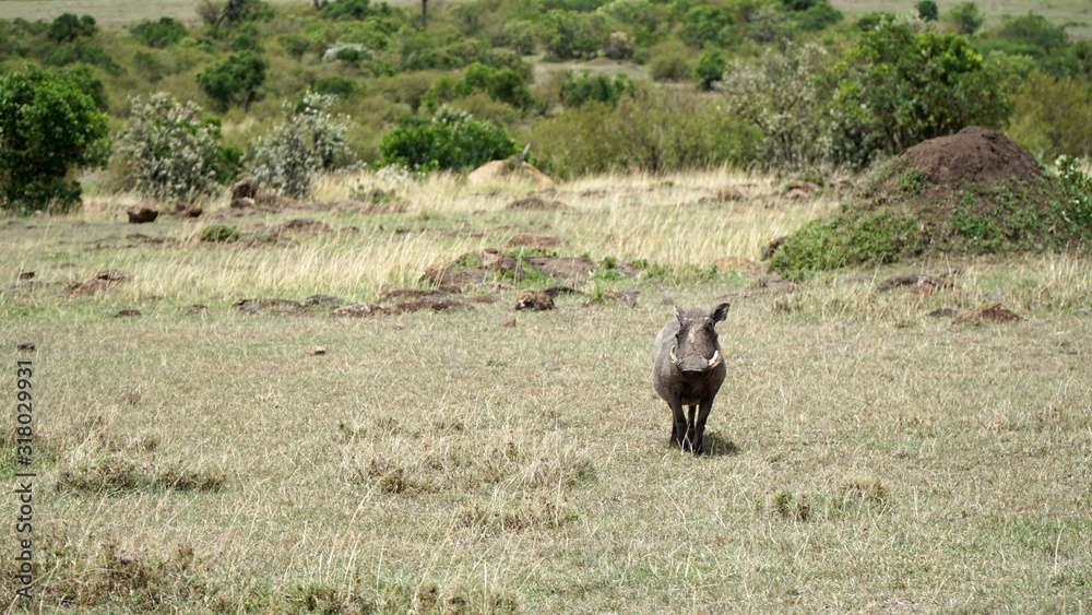 Warthog (Phacochoerus Africanus) from Pig Family in Wildlife