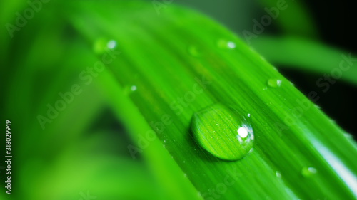Leaf with a drop of water, macro photo in green shades. The concept of ecology, nature, environment, spring, summer. Copyspace. Banner © Ольга Холявина