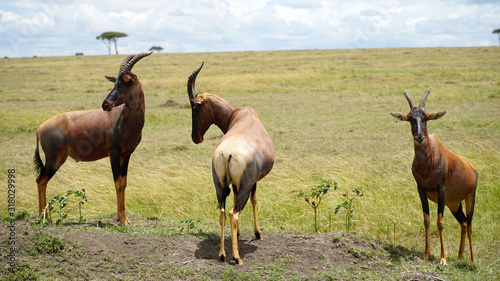 Topi Antelopes Standing on Mound