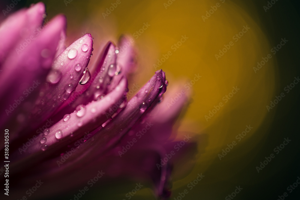 flower with water droplets