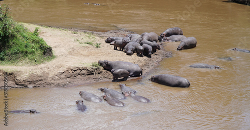 Hippos in the Africa River