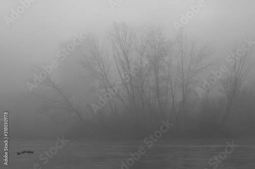 Trees and fog © Carlos