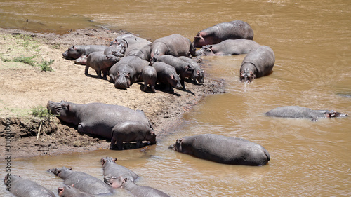 A Group of Hippopotamus and Hippos in the River, Kenya Africa