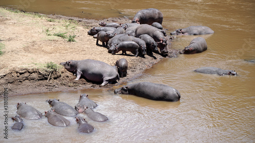 African Hippos in the River, Kenya