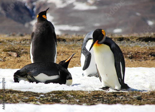 Streitende Pinguine bewerfen sich mit Schnee