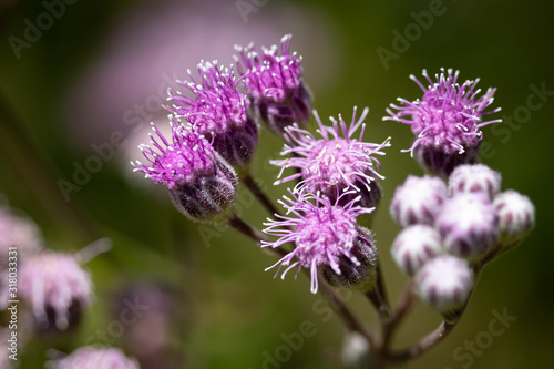Pink flowers
