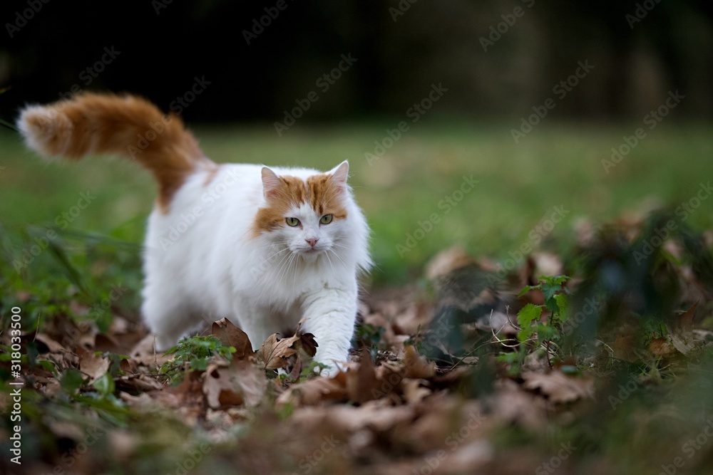 Gros chat roux et blanc