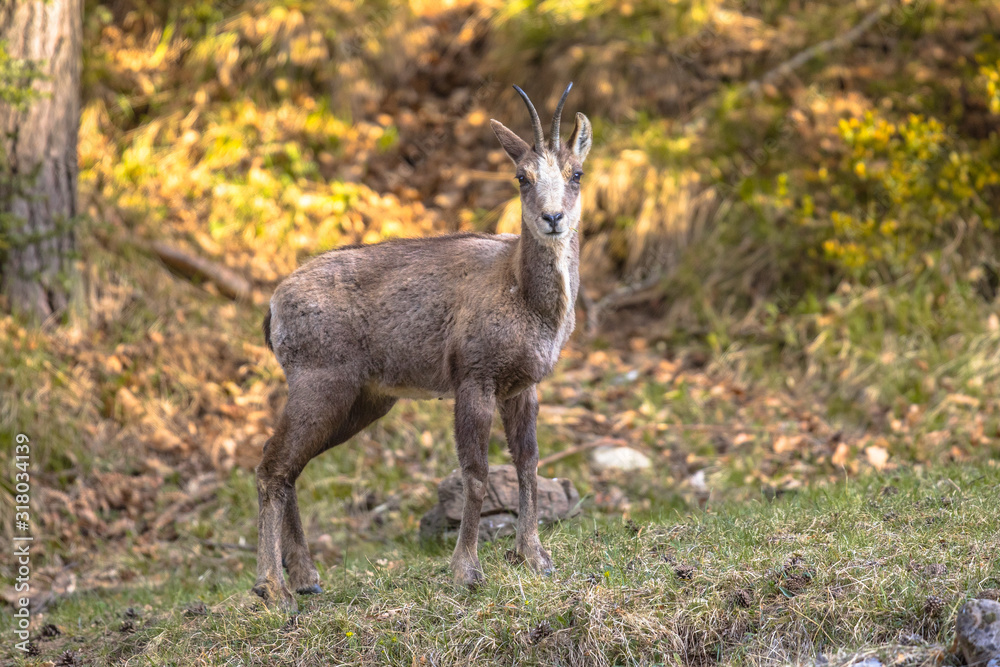Chamois looking at camera Chamois looking at camera