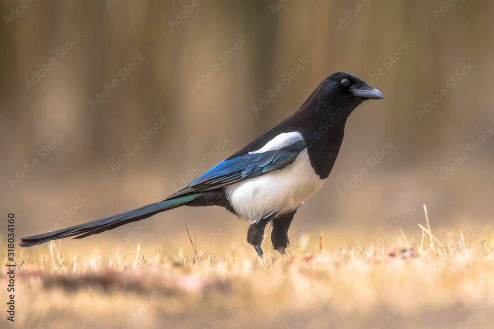 Fototapeta premium Eurasian Magpie looking at camera