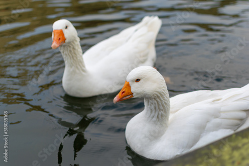 two goose on the canal