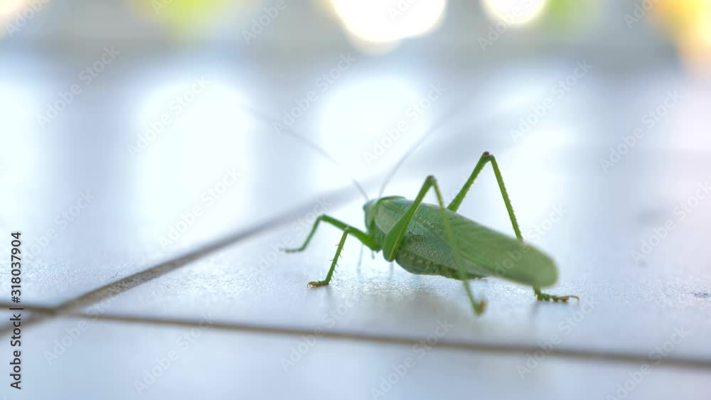 Human Footsteps Feet Near Cricket. Grasshoper Crawls On Ceramic Tile Floor. Balcony Terrace Summer Sunny Day. Close-up Macro shot 4K 50p Human Footsteps Feet Near Cricket. Grasshoper Crawls On Ceramic Tile Floor. Balcony Terrace Summer Sunny Day. Close-up Macro shot 4K 50p