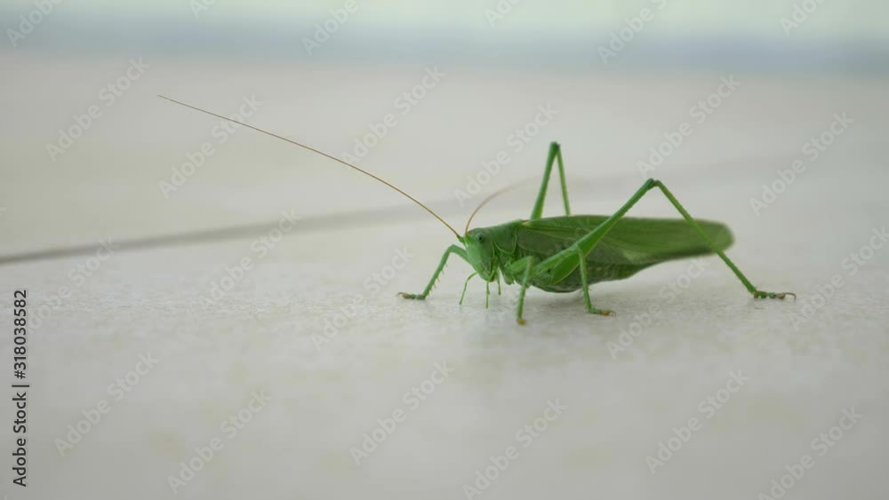 Close-up Macro shot 50p. Cricket. Grasshoper Sits On Ceramic Tile Floor. Balcony Terrace Summer Sunny Day Close-up Macro shot 50p. Cricket. Grasshoper Sits On Ceramic Tile Floor. Balcony Terrace Summer Sunny Day