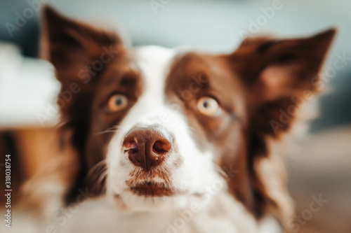 Funny dog portrait border collie.  © Nataly