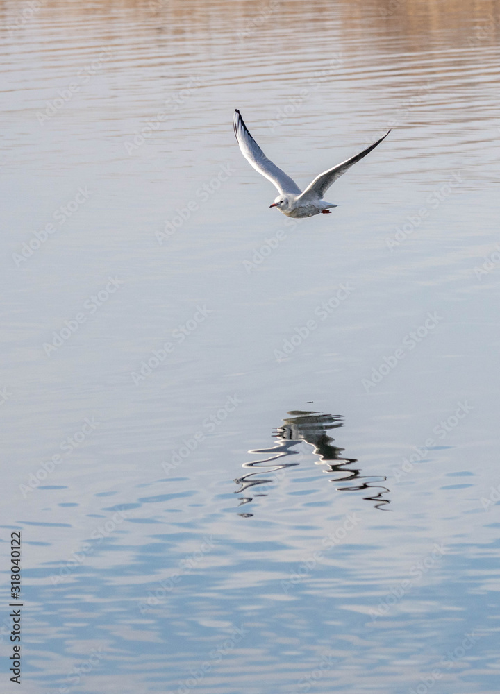 Möven und Vögel am Pfäffikersee Möven und Vögel am Pfäffikersee