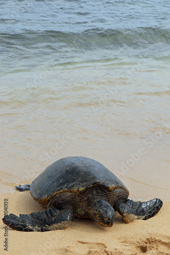 green sea turtle on the beach on the island of Kauai Hawaii