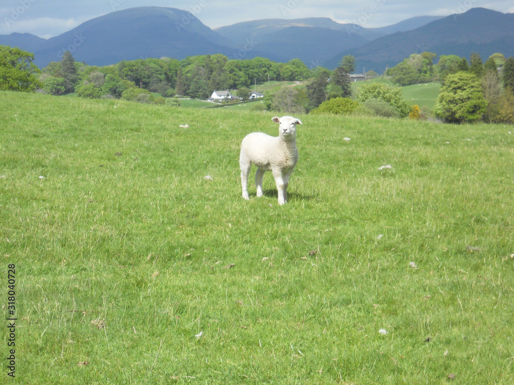 Fototapeta premium Lamb in meadow in the Lake District