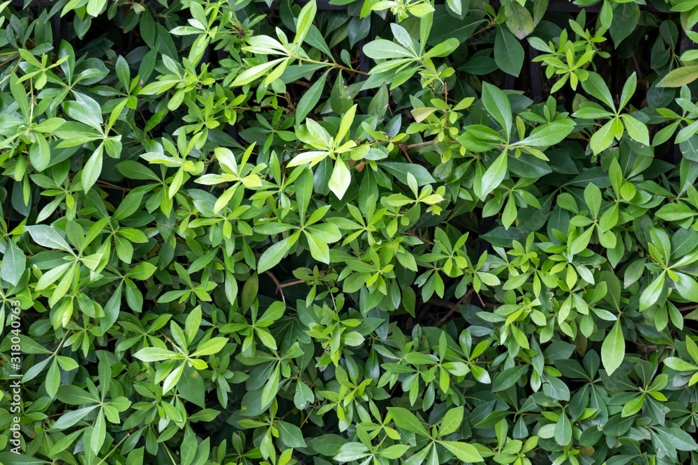 An evergreen hedge, hedgerow background, close up of green leaves of pseudopanax or houpara An evergreen hedge, hedgerow background, close up of green leaves of pseudopanax or houpara